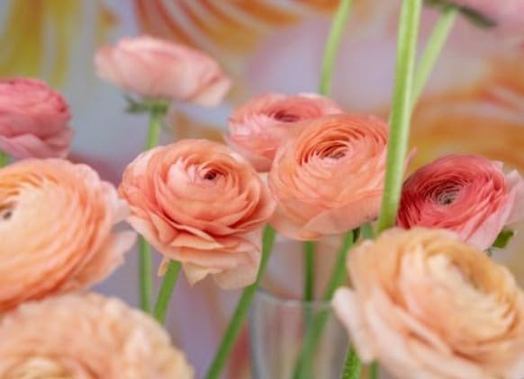 ranunculus様 リクエスト 2点 まとめ商品 Ranunculus Double Cappuccino Buttercup Bulbs – Wayside Gardens